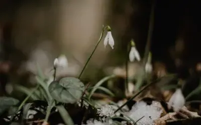 Godaddy Vs IONOS Vs Namecheap